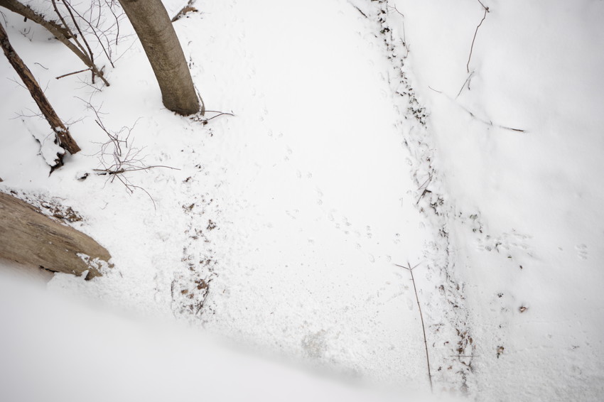 View of snow-covered ground with tree trunks at left and a diagonal line of small animal tracks.