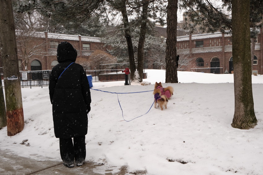 Person in a black coat holds long blue leashes as two small dogs in winter jackets pull across a snowy park, staring up at a squirrel in a tree.