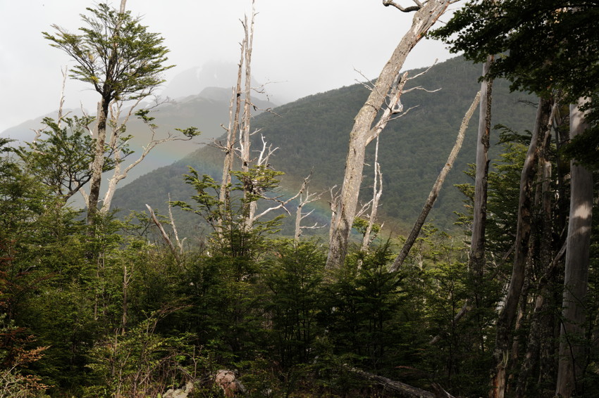 Dense green forest with bare white tree trunks in foreground, misty mountain ridge and faint rainbow in background.