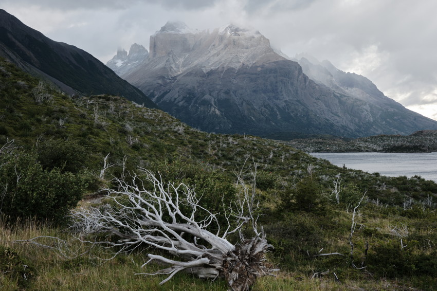 Bleached fallen tree on grassy slope, low shrubs, lake at right, towering jagged mountains under cloudy sky.