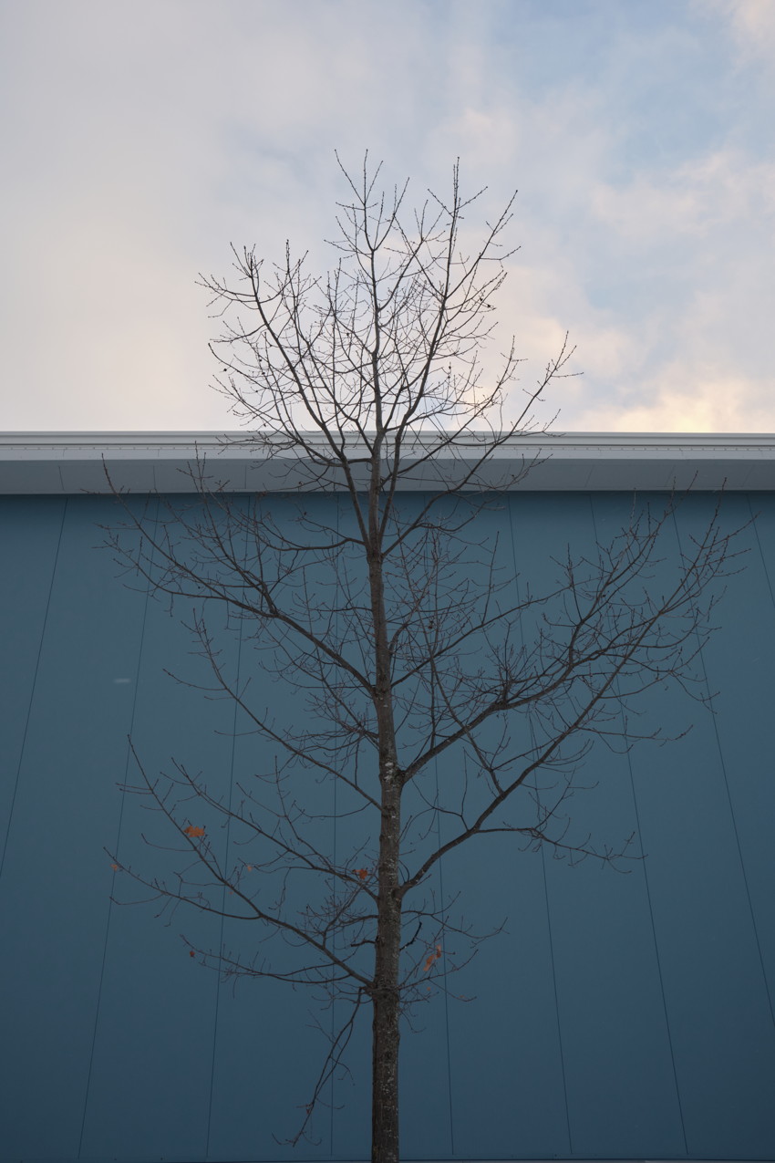 Centered leafless tree in front of teal-blue building wall, roof edge above, pale cloudy sky overhead.