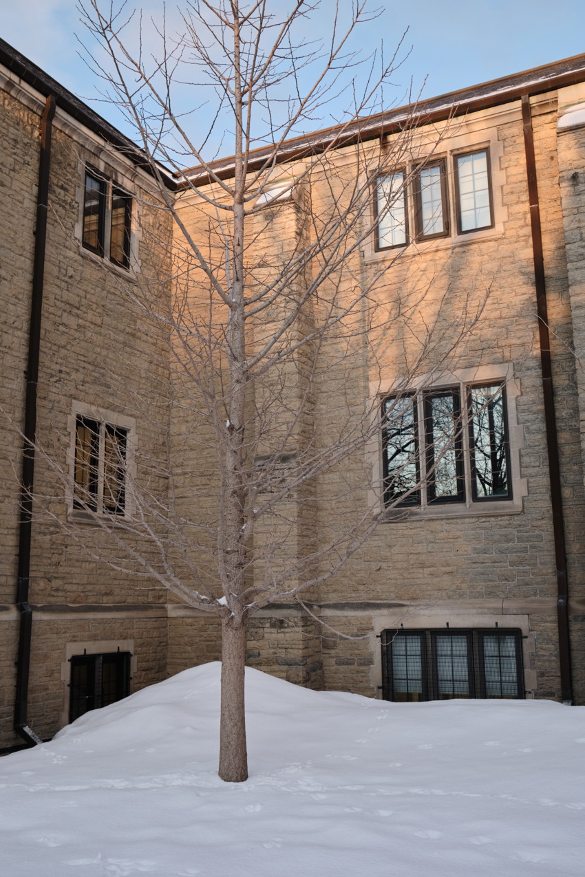 Leafless tree centered in snowy courtyard with a snow mound, in front of a multi-story stone building with windows.