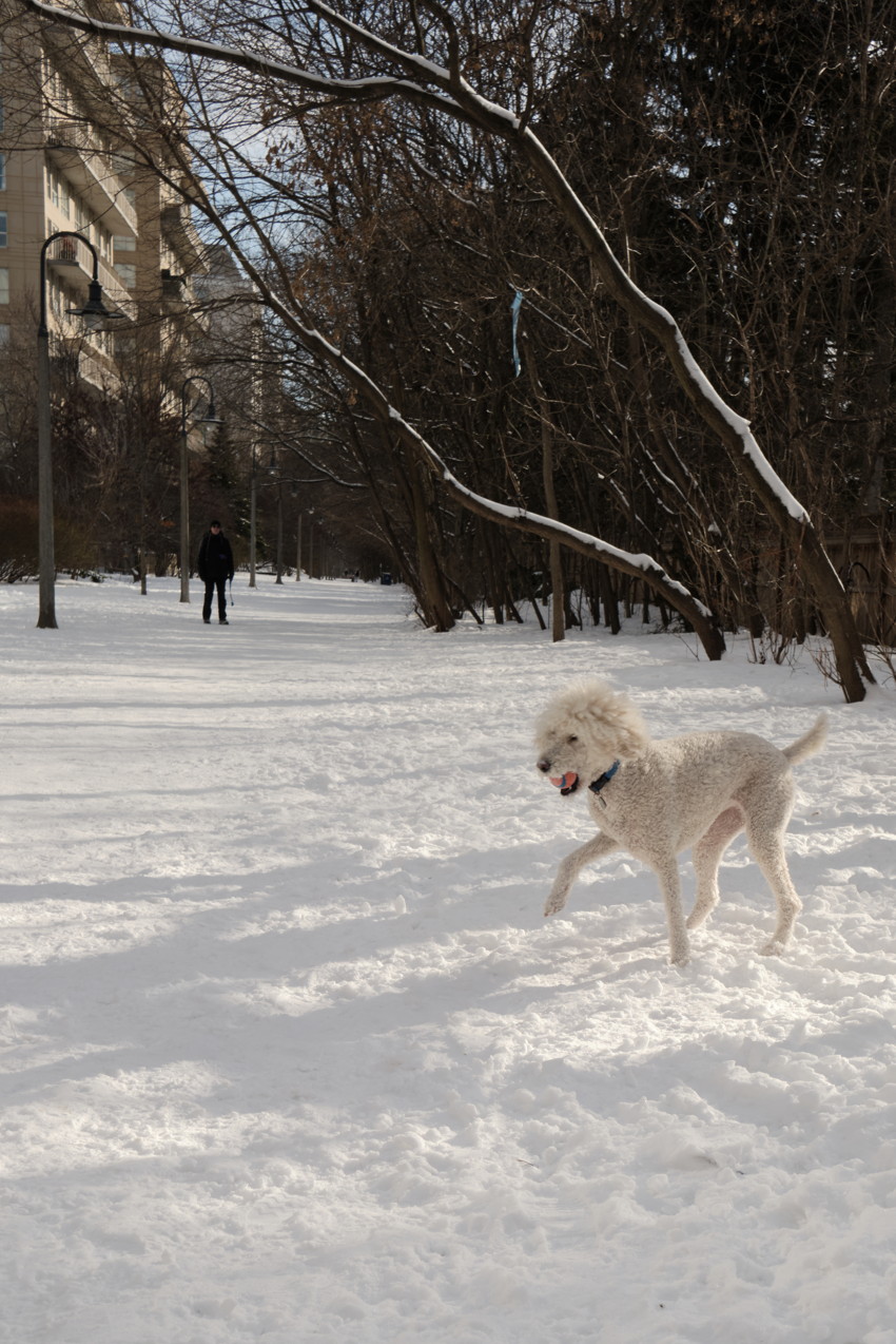 White curly dog running on snow-covered path, row of leafless trees on right, person walking near buildings.