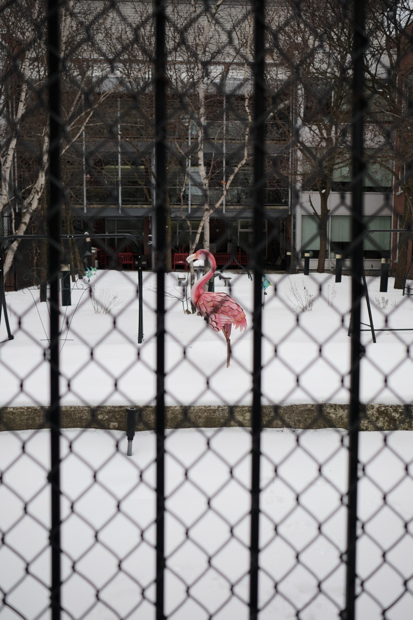 Chain-link fence in foreground, snow-covered yard with a single pink plastic flamingo, building and bare trees behind.