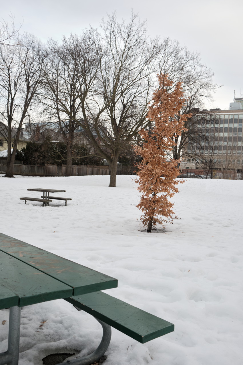 Snow-covered park with green picnic bench, small brown-leaved tree center-right, bare trees and building.