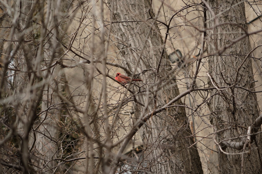 Male northern cardinal perched on thin branch among dense, leafless tree branches and trunks.