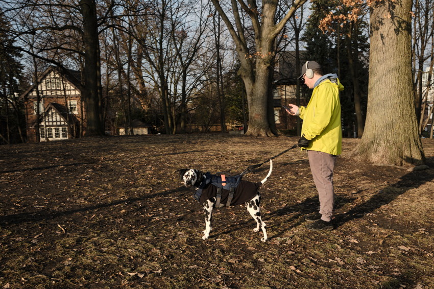 Person in yellow jacket with headphones holding phone, walking leashed Dalmatian in park.