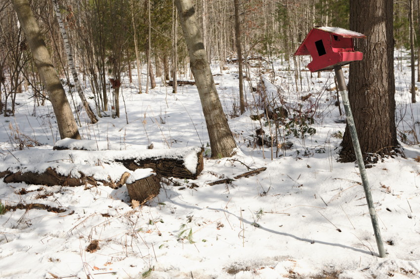Red birdhouse on leaning metal pole in snowy forest clearing with fallen logs and bare trees.