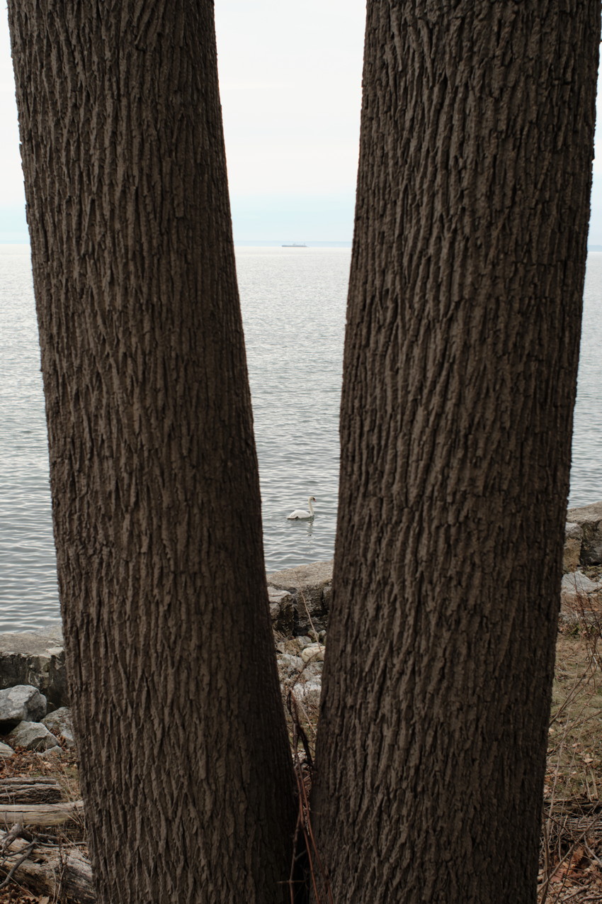 Two tree trunks framing a lone swan on calm water, rocky shoreline in foreground.