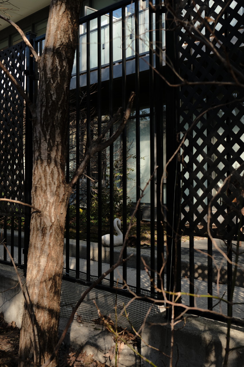 Tree trunk and bare branches foreground; black metal fence with lattice; white swan statue by building window.
