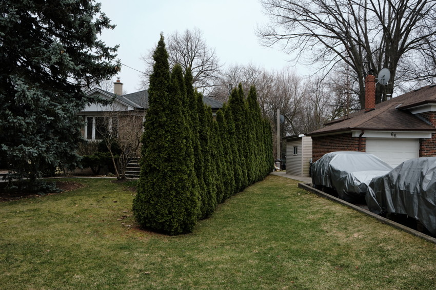 Row of tall evergreen hedges dividing front yard; house left, brick garage and covered cars right.