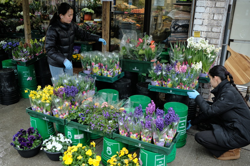 Two women in dark coats arranging trays of potted spring flowers on green buckets outside a flower shop.