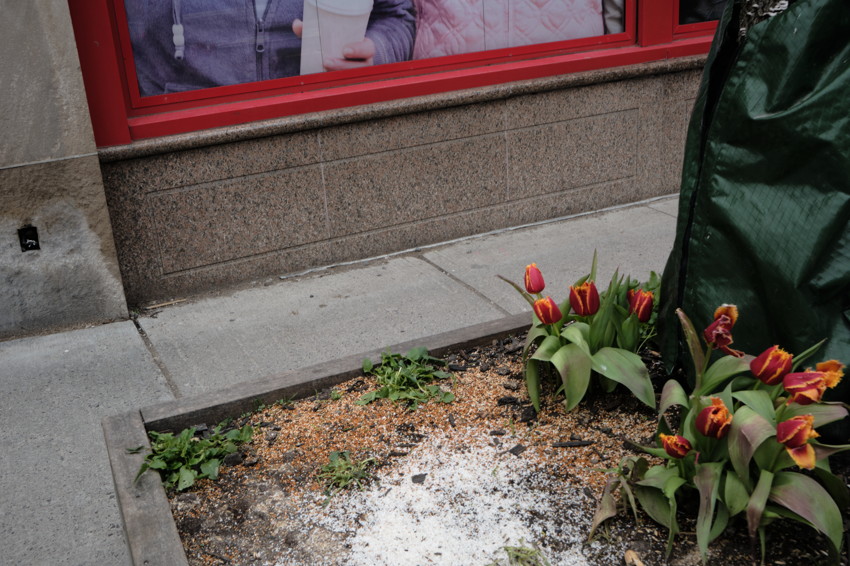 Sidewalk planter with red-yellow tulips, scattered mulch and white granules; red-framed storefront window above.