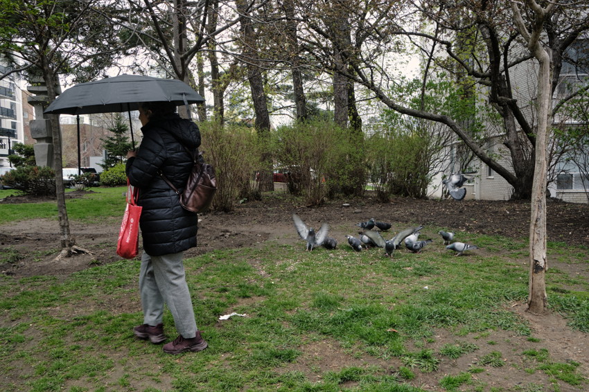Person with umbrella and red bag stands left; pigeons pecking on grass right, trees and bushes behind.