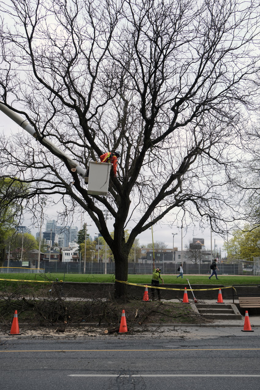 A worker in a bucket lift trims a large leafless street tree above cones, caution tape, and fallen limbs.