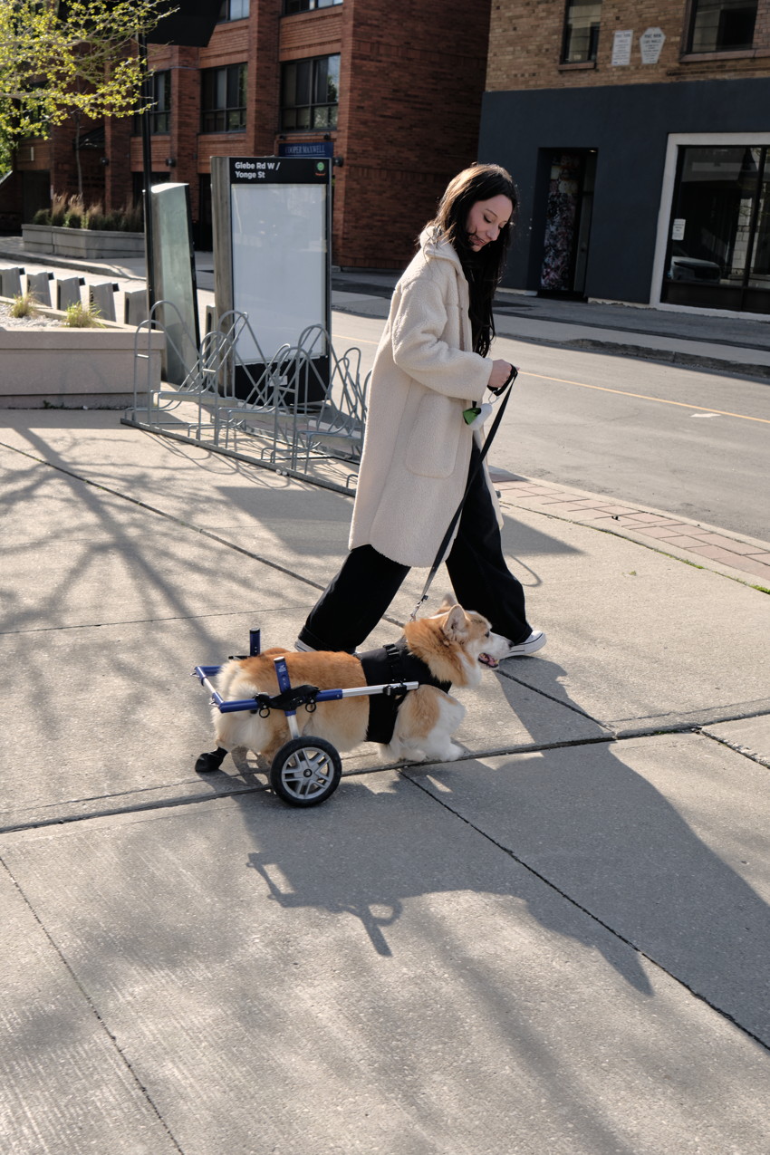 Person in light coat holding leash walks corgi in rear wheelchair along sunlit city sidewalk with brick buildings.