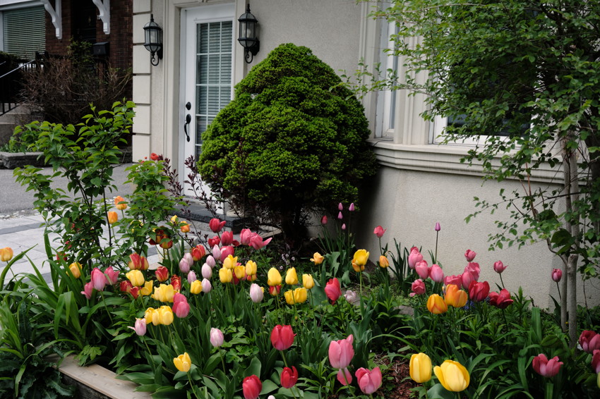 Front flowerbed with pink, yellow, and red tulips in front of a trimmed evergreen beside a house entrance.