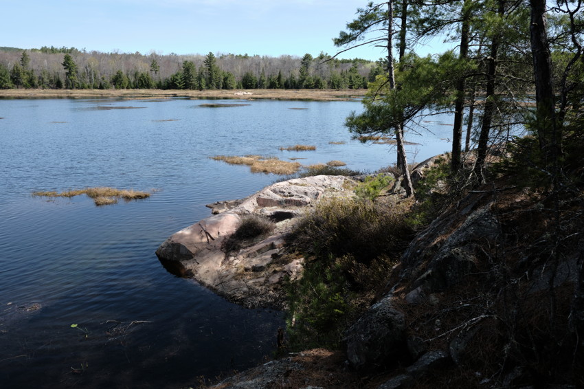 Rocky shoreline with pine trees at right, calm lake with marshy grass tufts, distant treeline under blue sky.