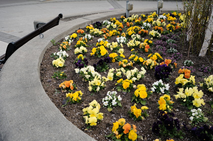 Curved concrete planter with yellow orange white and purple pansies in rows, sidewalk bench at left.