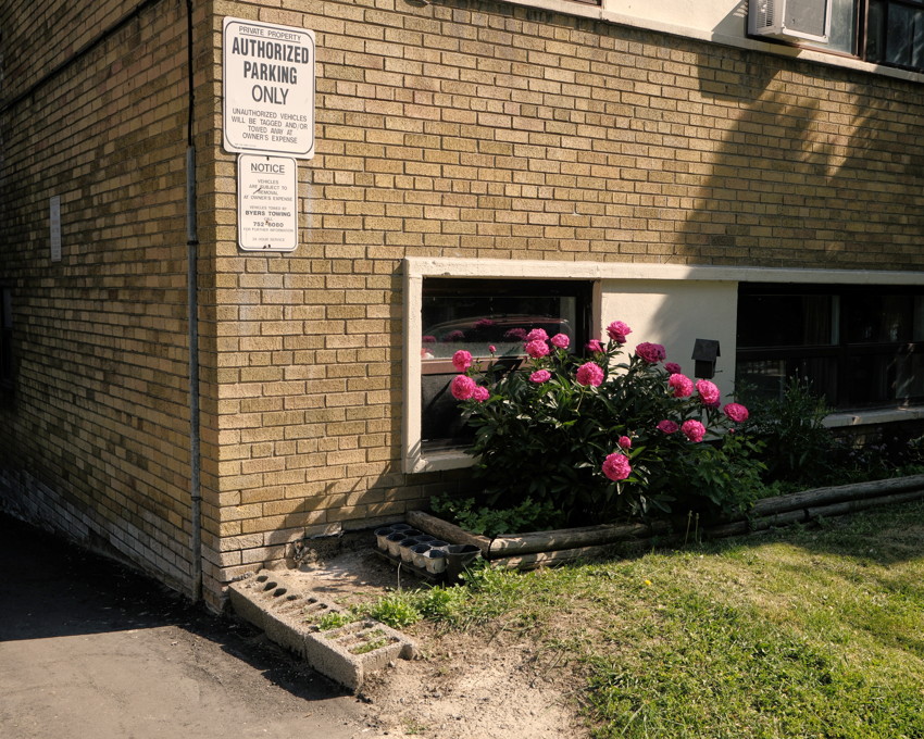 Corner of yellow-brick building with 'Authorized Parking Only' sign, basement windows and a cluster of pink peony bushes.