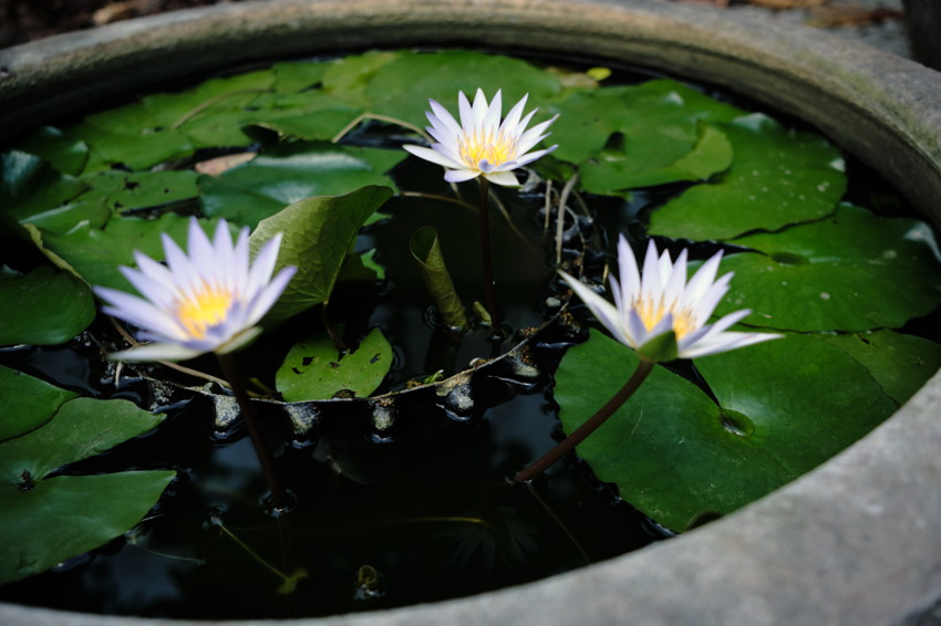 Three water lilies with yellow centers in a round stone basin, surrounded by green lily pads.