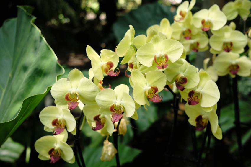 Cluster of yellow Phalaenopsis orchids with pink centers on dark green leafy background, close-up