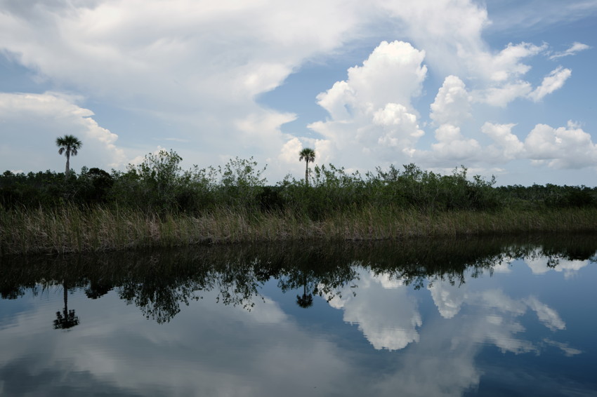 Horizontally framed marsh with grassy bank, two palm trees, and large cloud reflections in calm water.