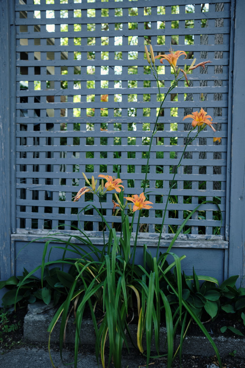 Orange daylilies with long green leaves against a blue-gray wooden lattice fence and concrete base.