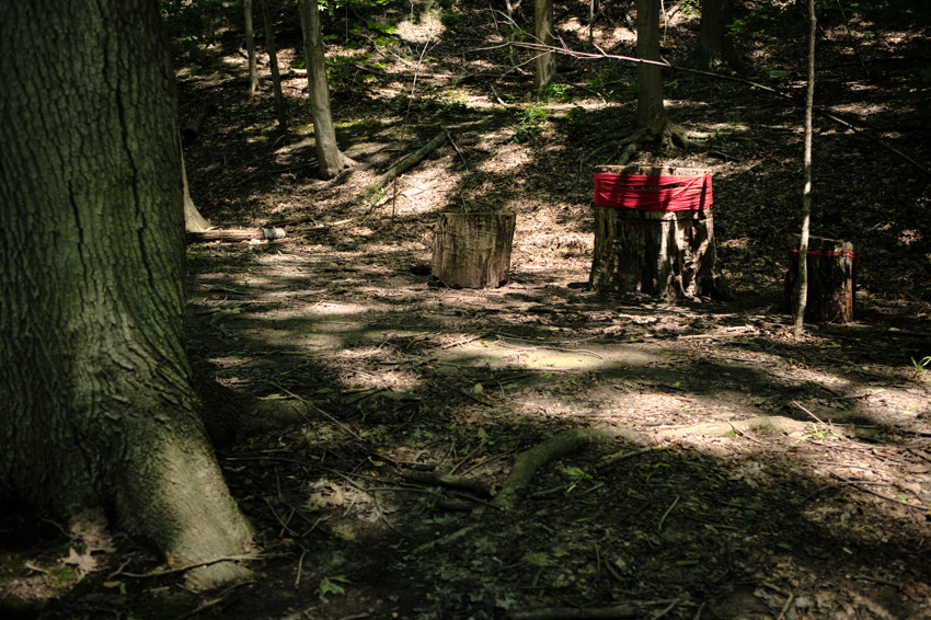 Sunlit forest clearing with three tree stumps; two stumps wrapped in red cloth, large tree trunk at left.