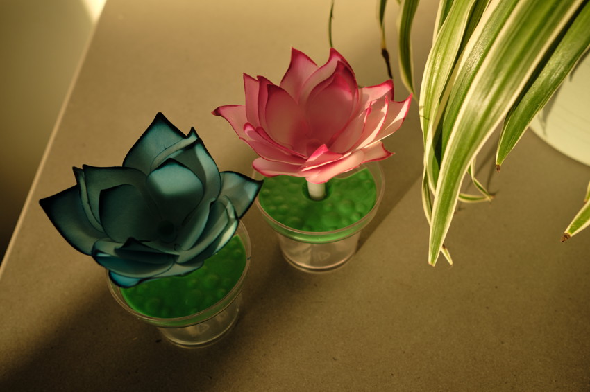 Two paper lotus flowers in green-filled glass cups beside long striped plant leaves on a sunlit surface.