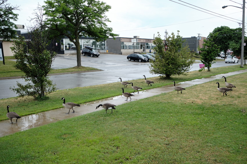 Canada geese walk across wet sidewalk and grass beside a rainy street, with parked cars and low commercial buildings.