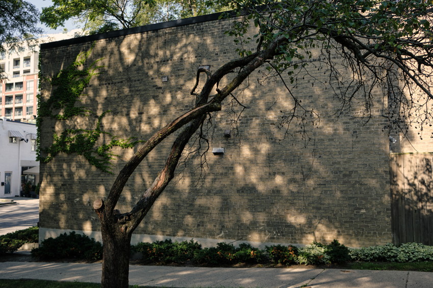 Leafy tree with curved trunk stands before a sunlit brick wall, with ivy and low shrubs along the sidewalk.