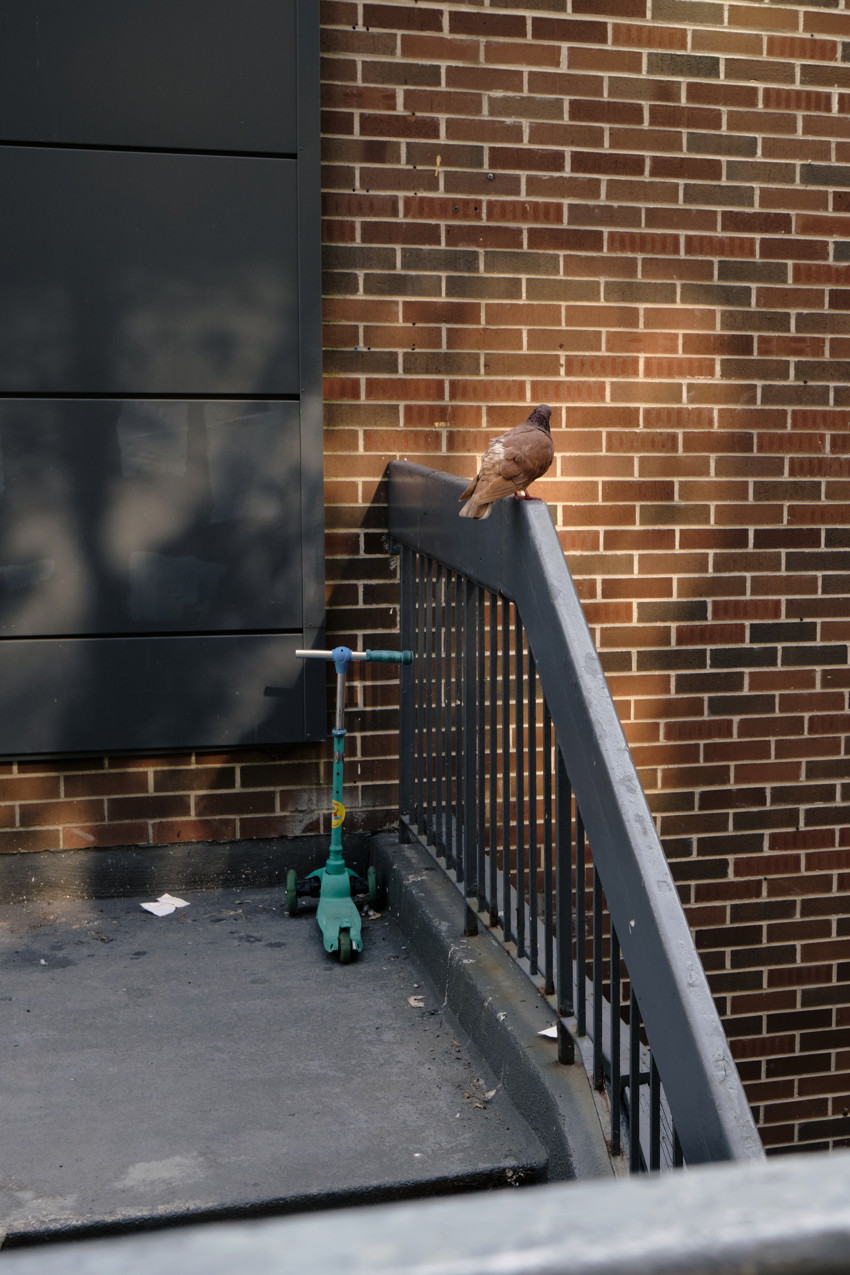 Pigeon perched on a black metal railing beside a brick wall, with a green scooter on the concrete below.