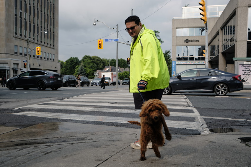 A small brown dog stands on its hind legs toward the camera while a person in a neon-yellow jacket holds its leash at a city crosswalk.