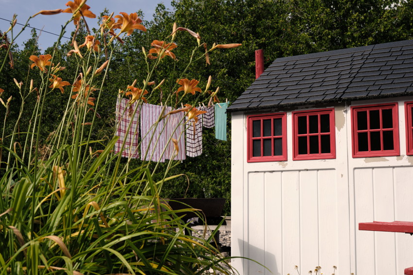 Orange daylilies beside a white shed with red-trimmed windows; laundry hangs on a clothesline behind.
