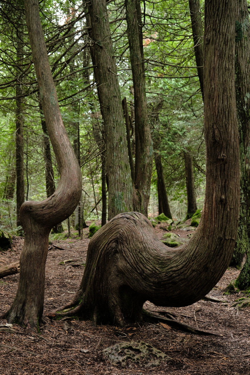 Two gnarled tree trunks curve toward each other in a dense forest, surrounded by straight conifers and leaf-covered ground.