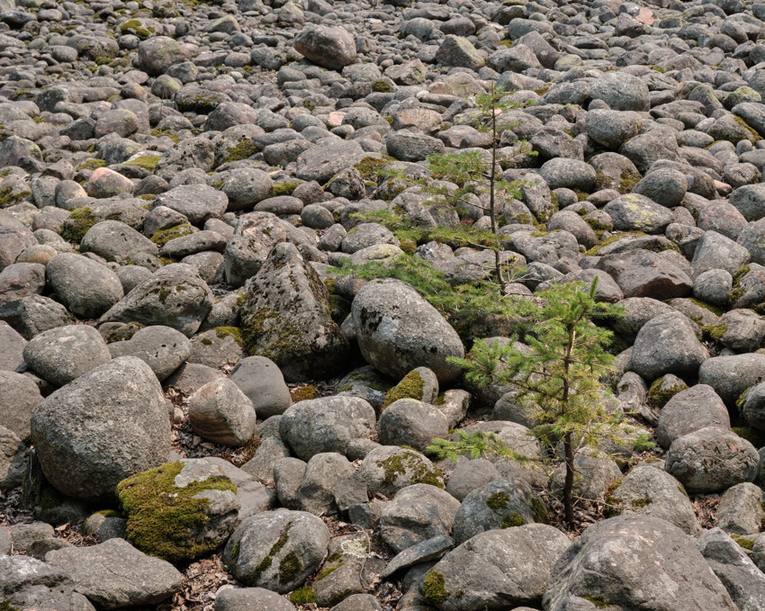 Field of rounded gray boulders with patches of moss and two small evergreen saplings among stones.