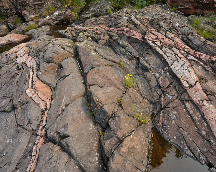 Close-up of layered coastal bedrock with pink veins, small yellow flowers in rock cracks and a shallow water pool.