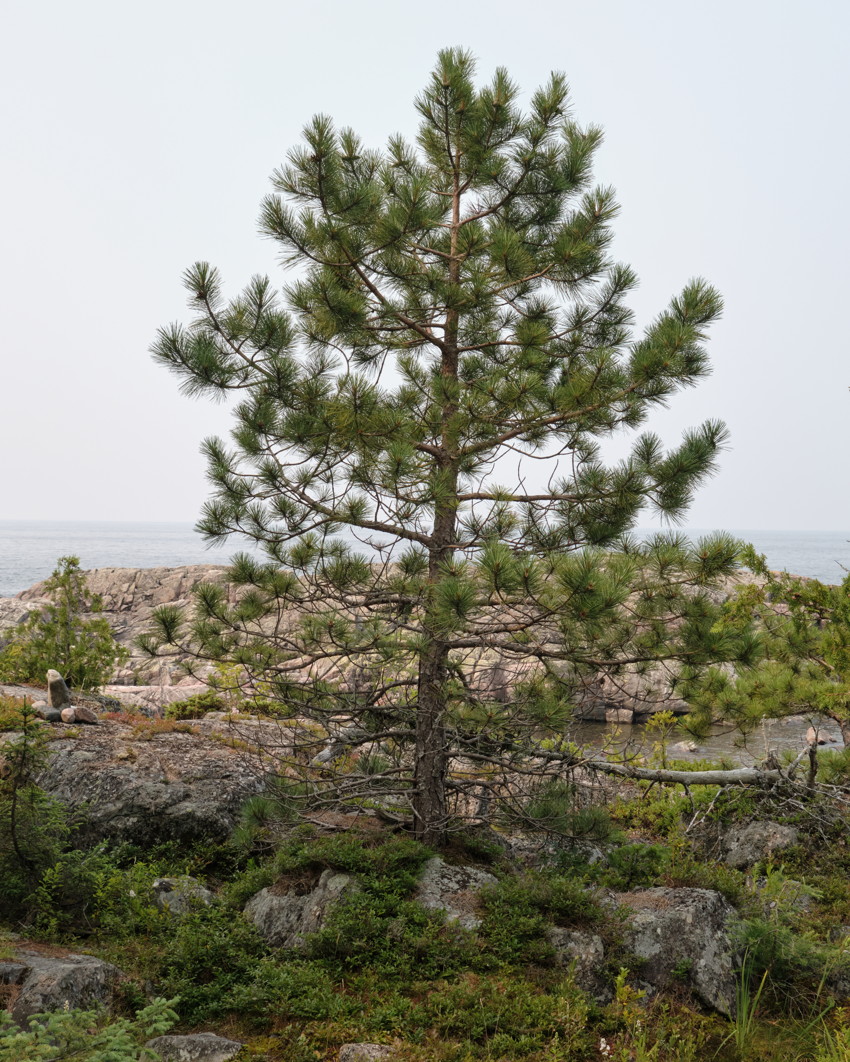 Single young pine tree centered on rocky shoreline, low vegetation and boulders in foreground, calm lake horizon.