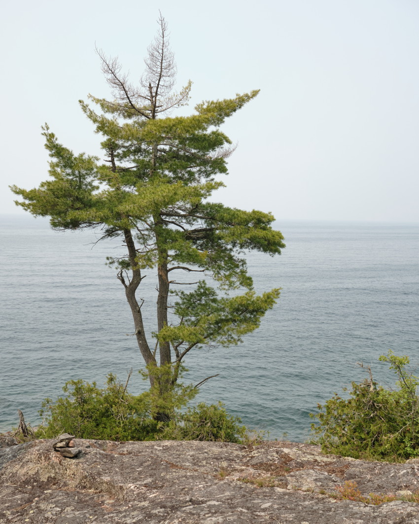 Pine tree on rocky coastal cliff overlooking calm lake, hazy horizon; small rock cairn in foreground left.