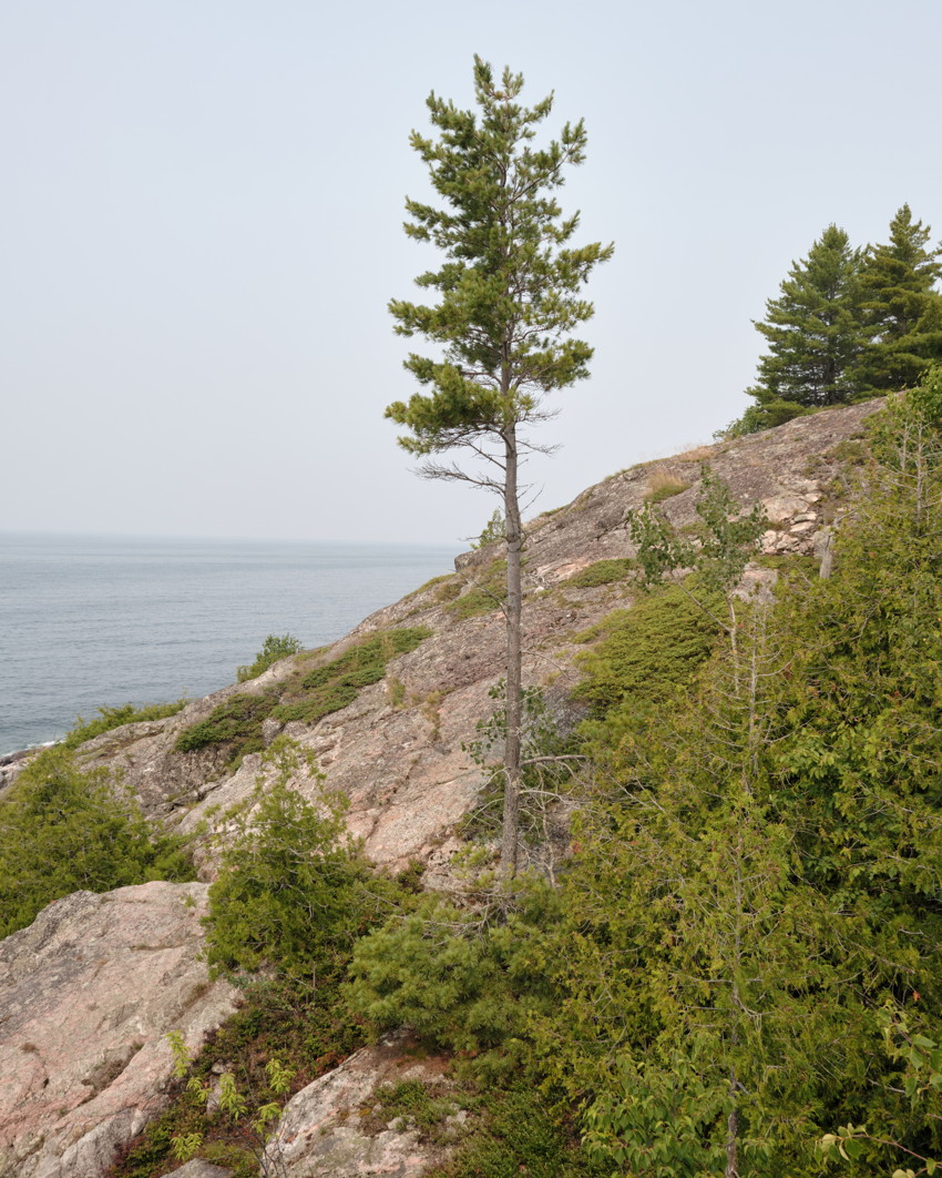 Single tall pine on rocky coastal slope overlooking calm lake; foreground shrubs and distant treeline.