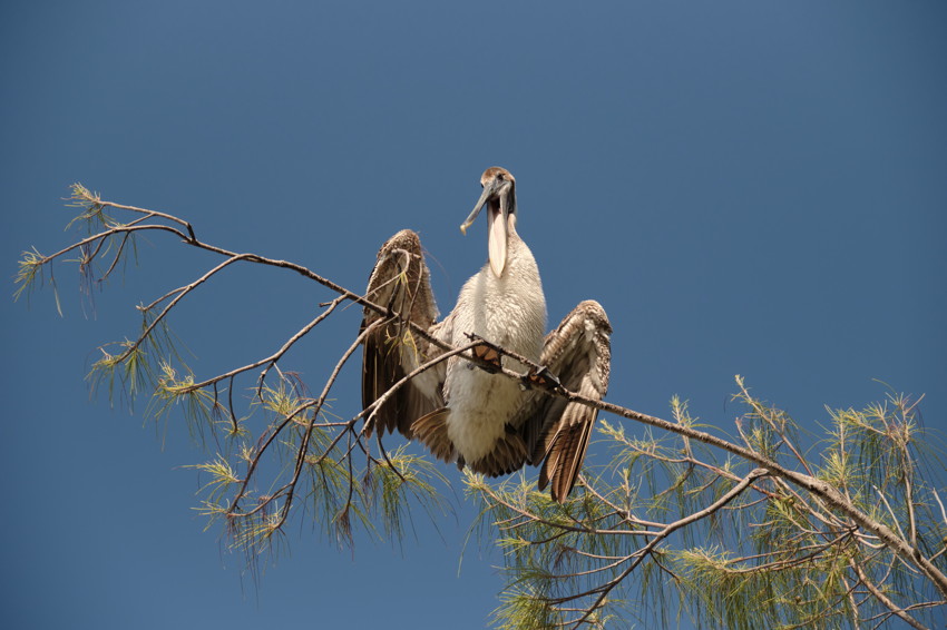 Brown pelican perched on thin pine branches, wings partially spread against clear blue sky.