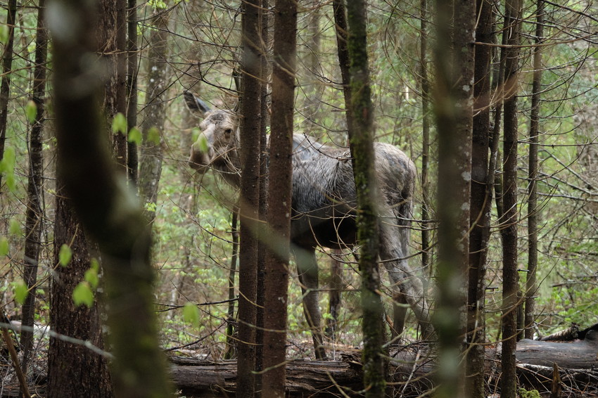 Moose standing among thin tree trunks in a dense forest, partially obscured by foreground saplings and a fallen log.