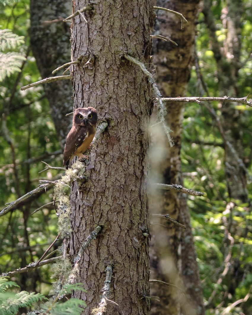 Small brown owl perched on a mossy spruce trunk, facing camera; surrounding dense green forest and bare branch stubs.