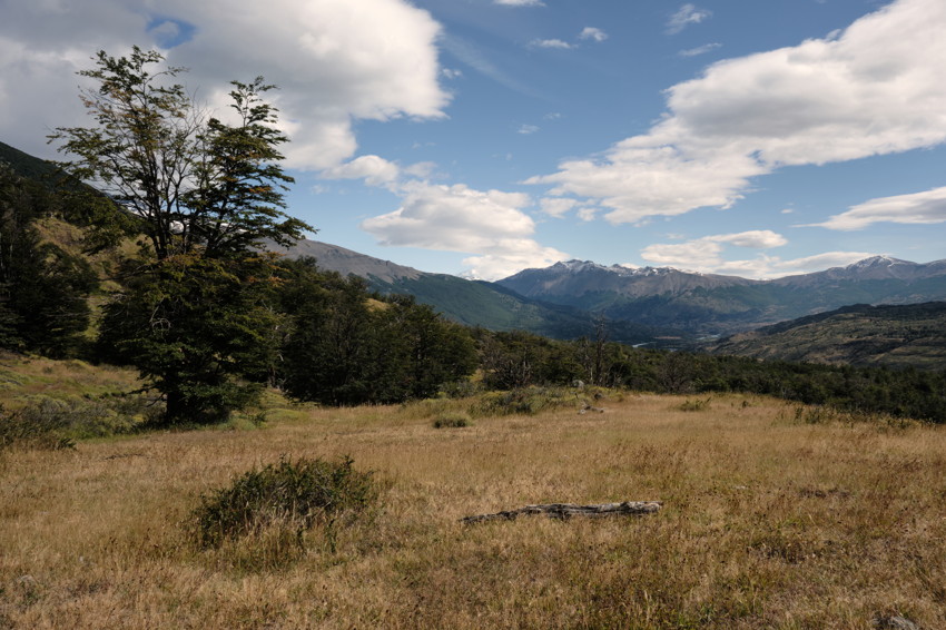 Wide grassy meadow with low shrubs and fallen log, trees at left, distant snow-capped mountains under blue sky with clouds.