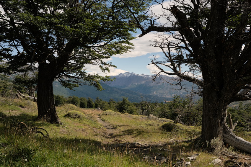 Trail through grassy meadow framed by two large trees, leading toward distant snow-capped mountains under blue sky.