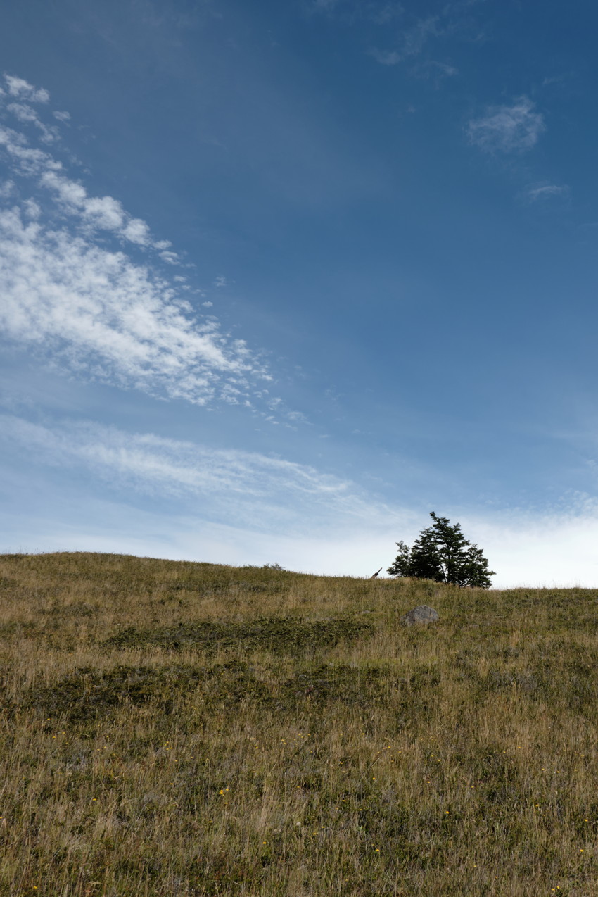 Low grassy hillside with solitary clump of trees near horizon under expansive blue sky with wispy clouds.