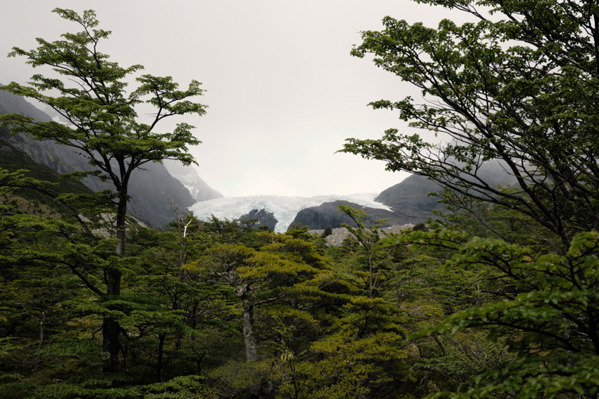 Dense green forest framing a glacier between rocky mountains under an overcast sky.
