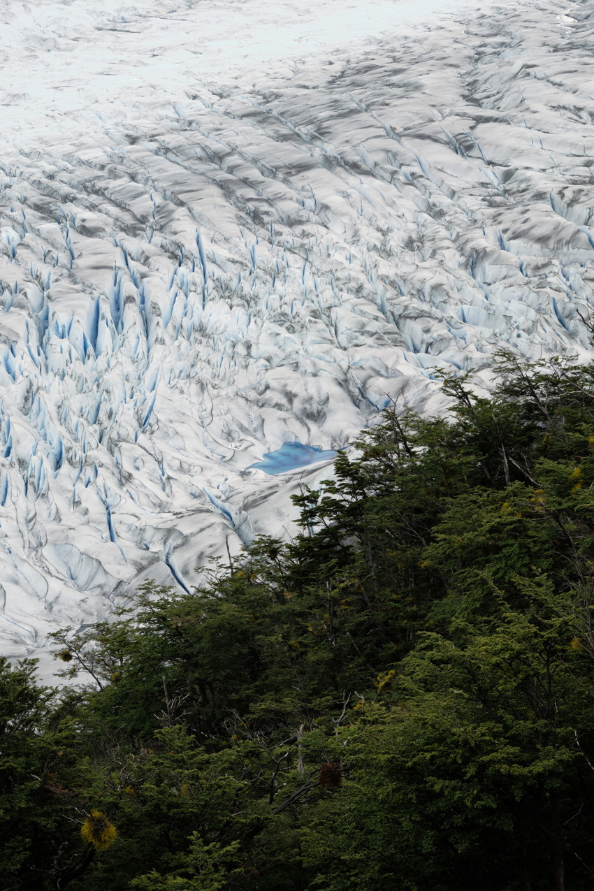 Dense green forest in foreground with steep, crevassed white-and-blue glacier rising behind.