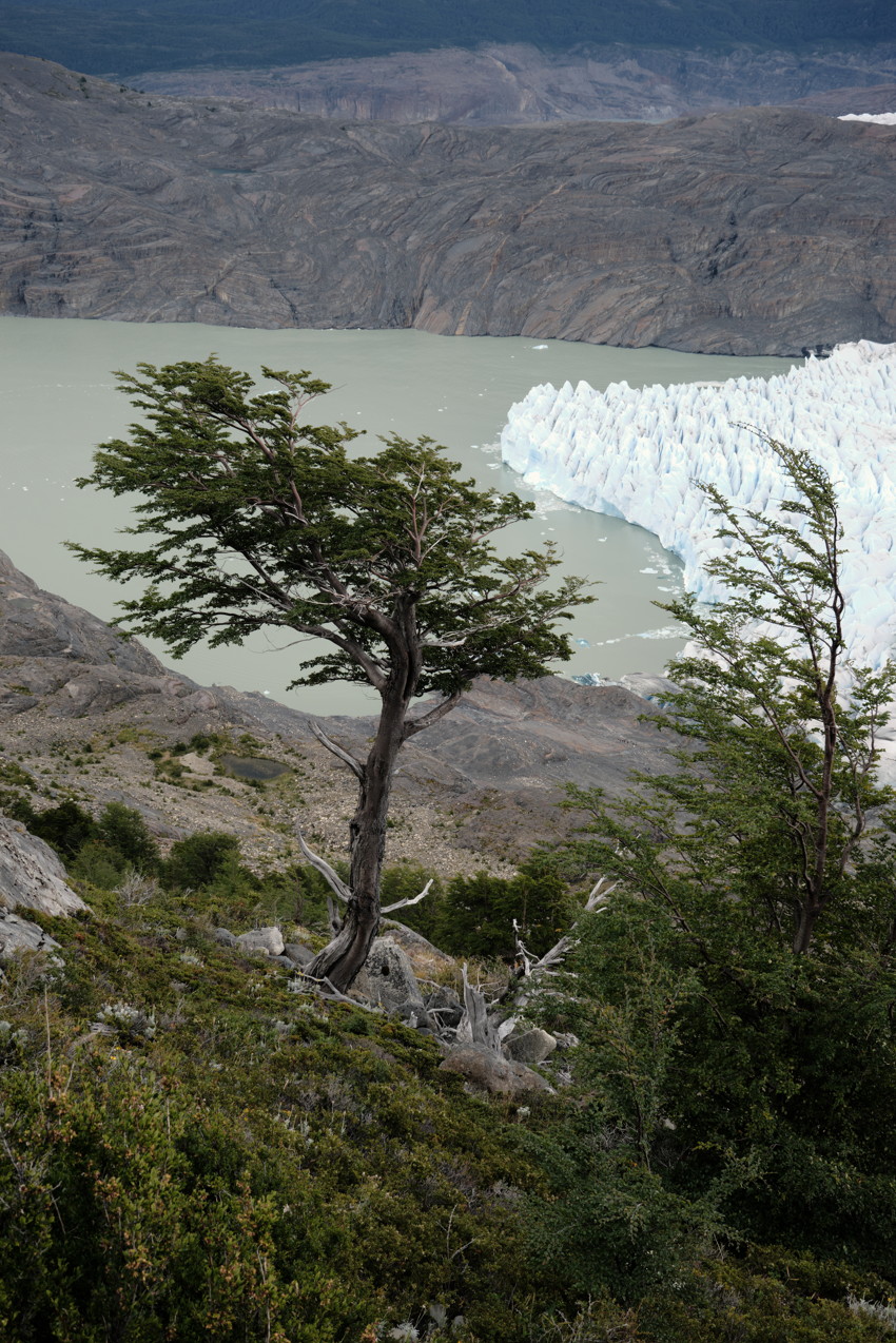 Angled tree on rocky slope overlooking pale glacial lake and jagged glacier tongue beneath barren cliffs.